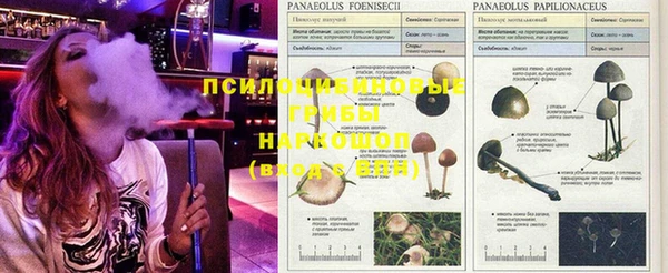 ПСИЛОЦИБИНОВЫЕ ГРИБЫ Белоозёрский